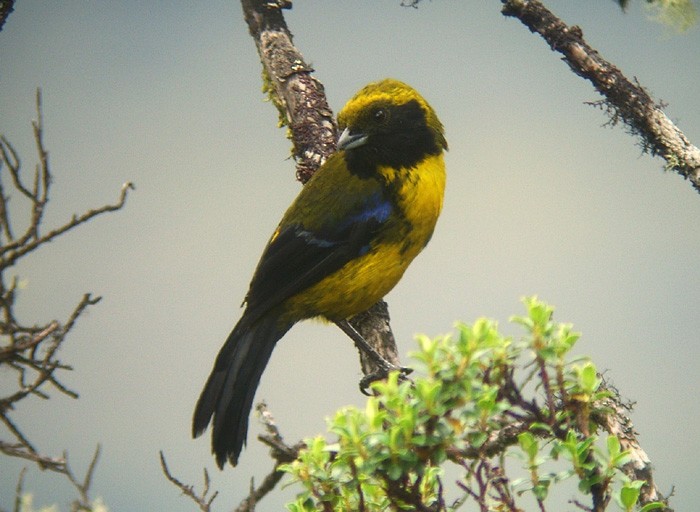 Masked Mountain Tanager - Scott Olmstead