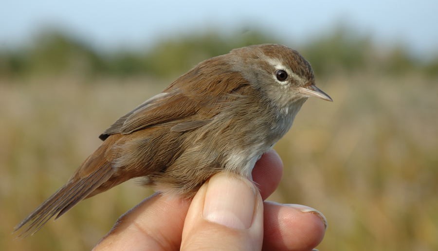 Cetti's Warbler - Georges Olioso