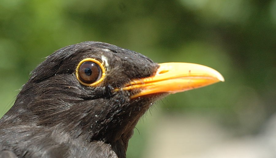 Eurasian Blackbird - Georges Olioso