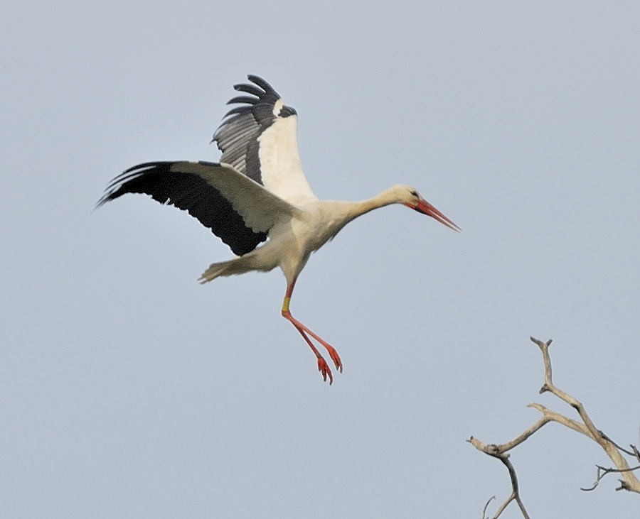 White Stork - Georges Olioso