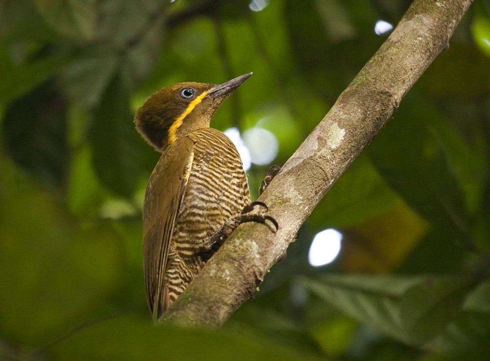 Golden-green Woodpecker (Bar-throated) - Dušan Brinkhuizen
