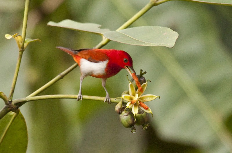 Scarlet-and-white Tanager - ML204890311