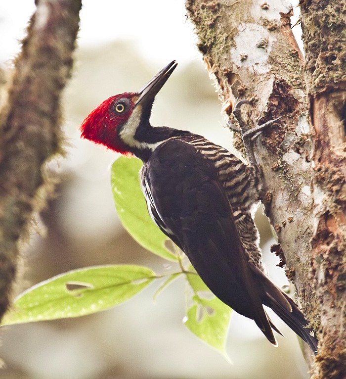 Guayaquil Woodpecker - ML204890401