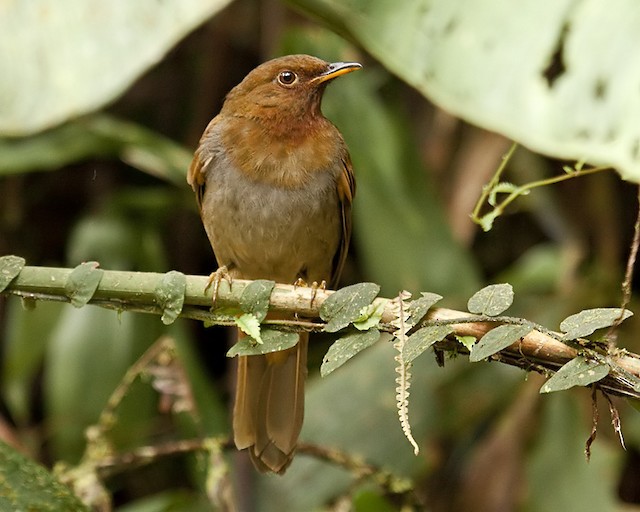 Definitive Basic Rufous-brown Solitaire (subspecies&nbsp;<em class="SciName notranslate">chubbi</em>).&nbsp; - Rufous-brown Solitaire (Chestnut-throated) - 