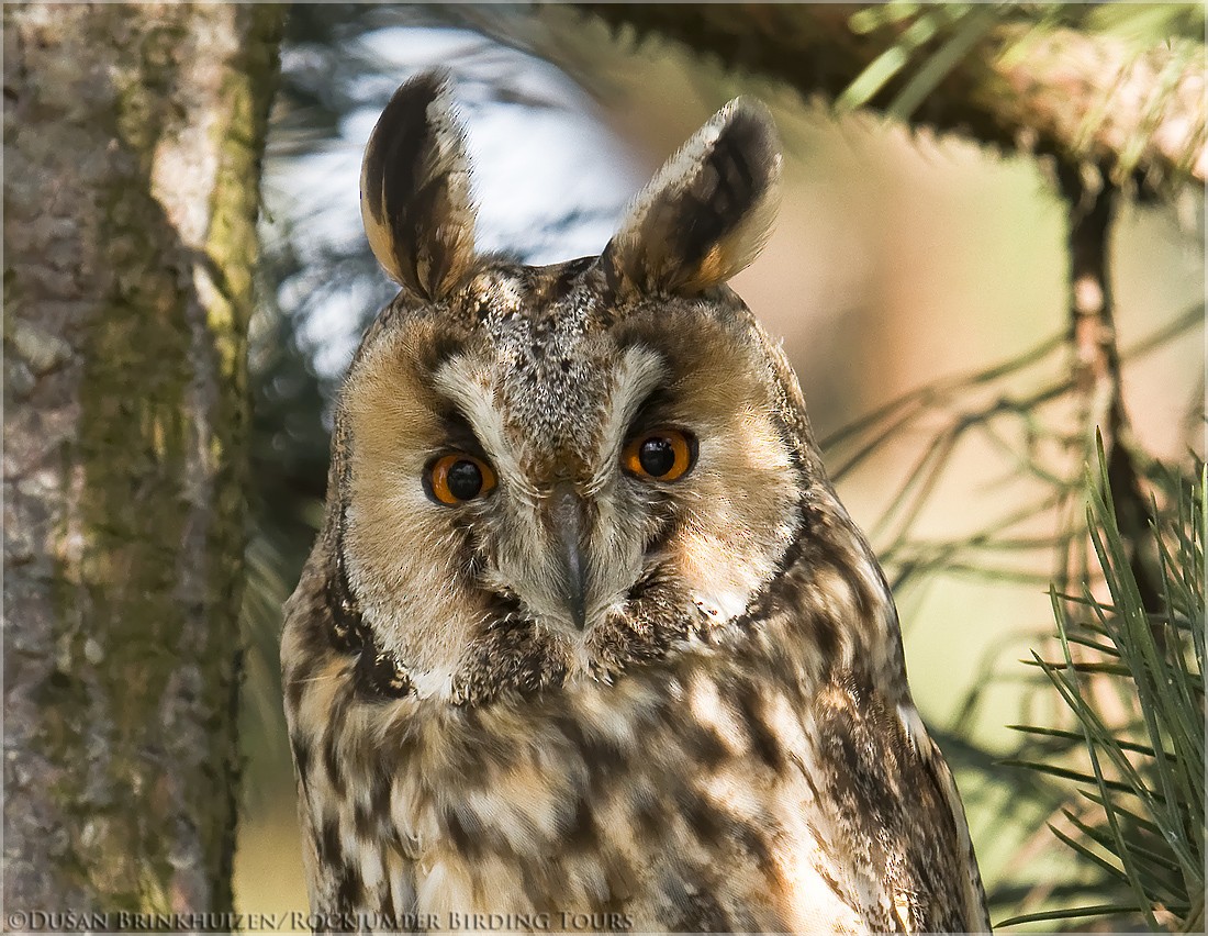 Long-eared Owl (Eurasian) - Dušan Brinkhuizen