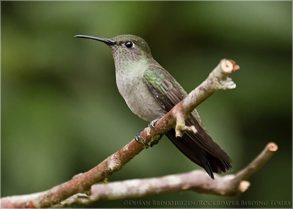 Sombre Hummingbird - Dušan Brinkhuizen