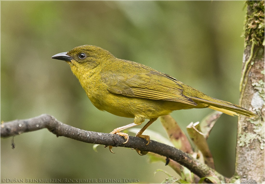 Olive-green Tanager - ML204890731