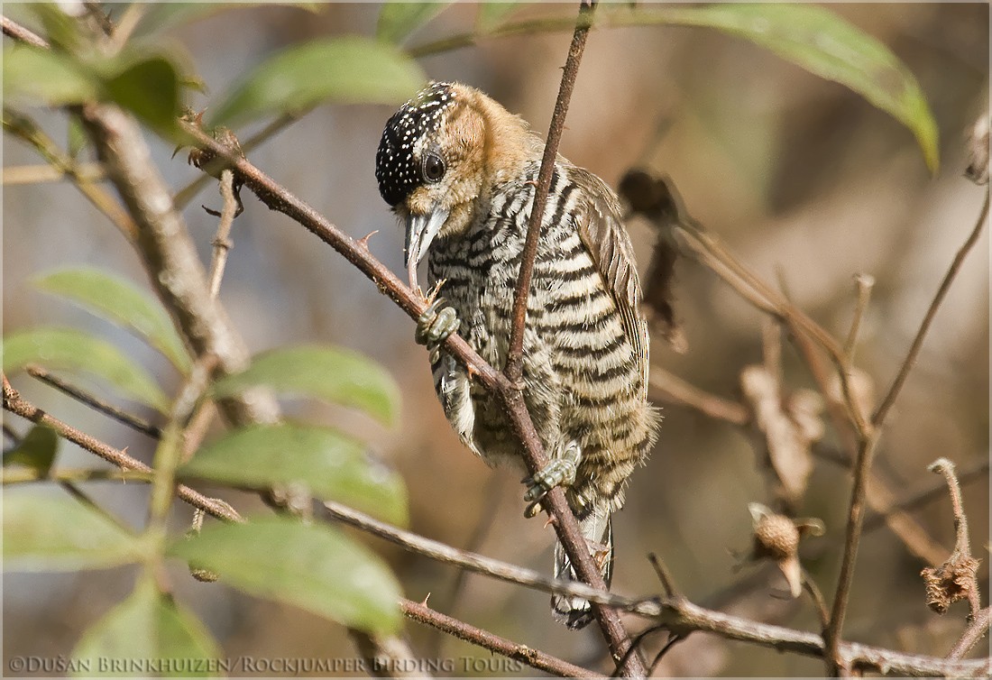 Ochre-collared Piculet - ML204890741