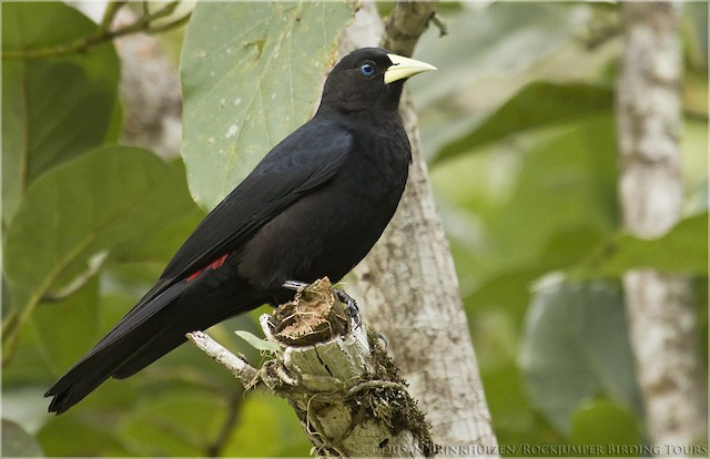 コシアカツリスドリ Ebird