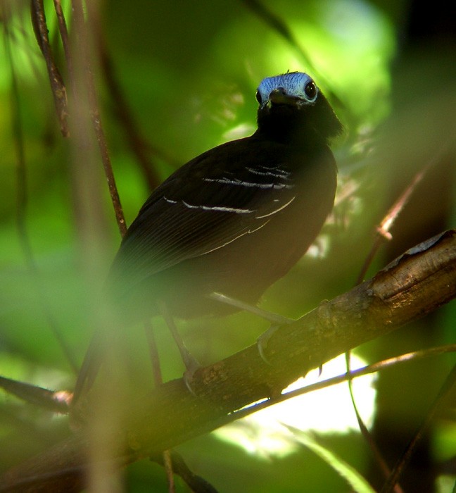 Bare-crowned Antbird - Scott Olmstead