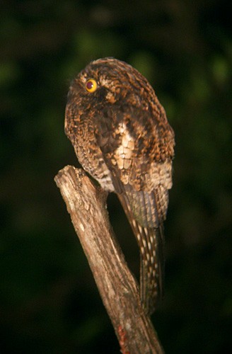 Andean Potoo - ML204891161