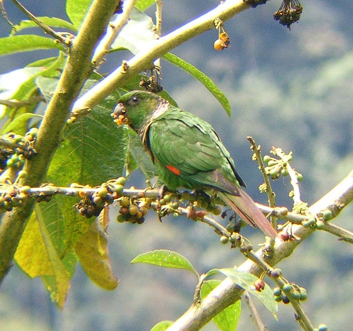 Maroon-tailed Parakeet (Choco) - ML204891321