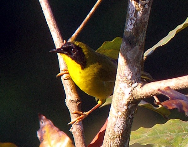 Olive-crowned Yellowthroat (Olive-crowned) - Scott Olmstead