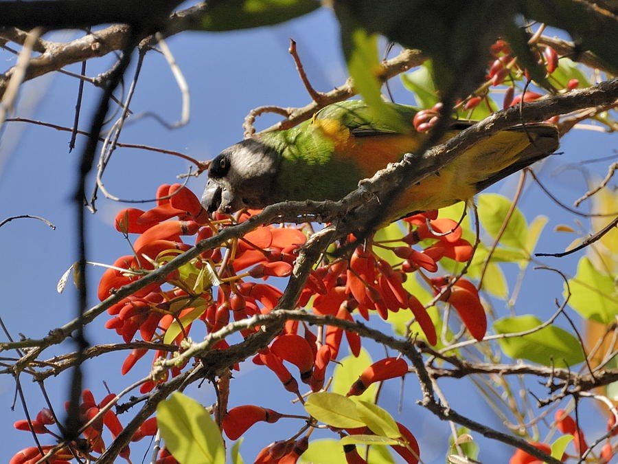 Senegal Parrot - Georges Olioso