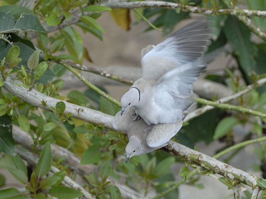 Eurasian Collared-Dove - Georges Olioso
