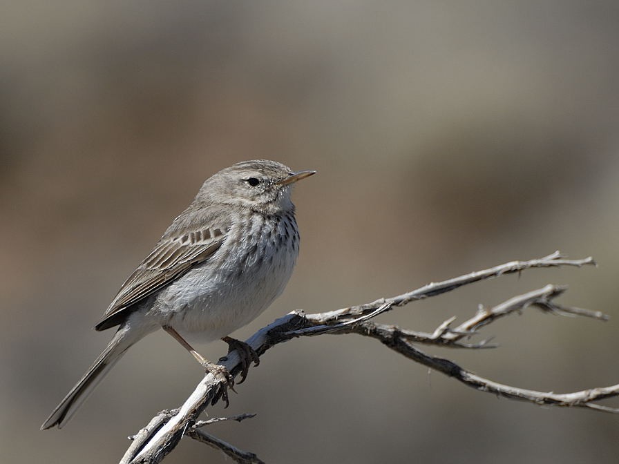 Berthelot's Pipit - Georges Olioso