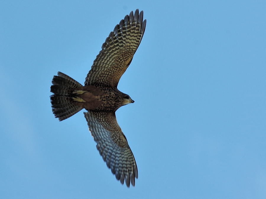New Zealand Falcon - Georges Olioso