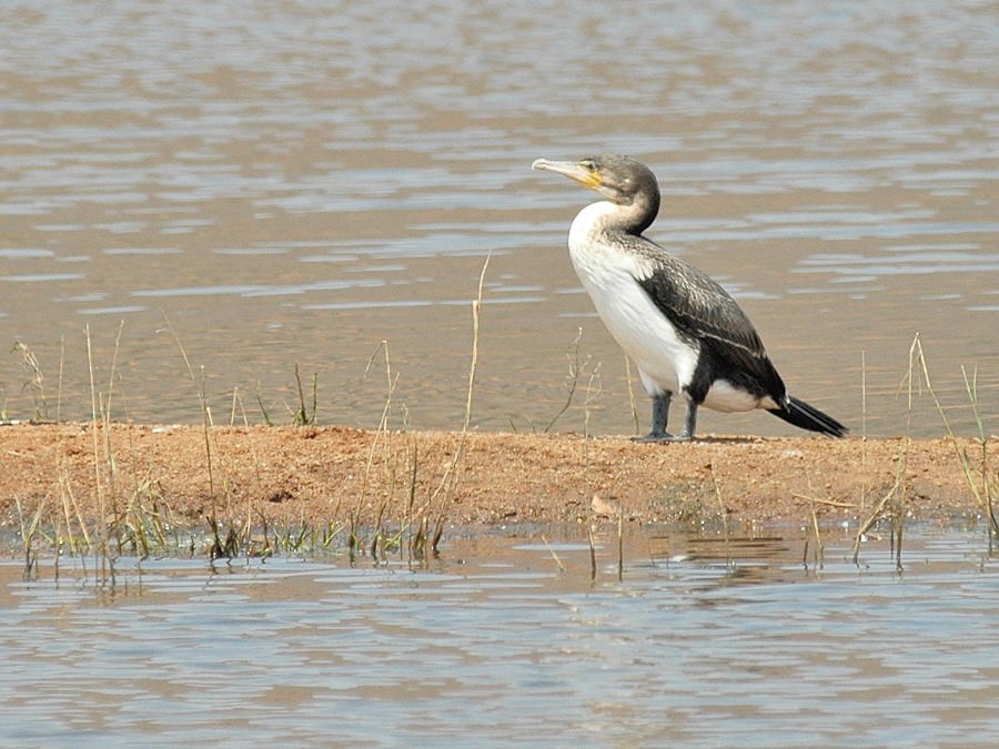 Great Cormorant (White-breasted) - Georges Olioso
