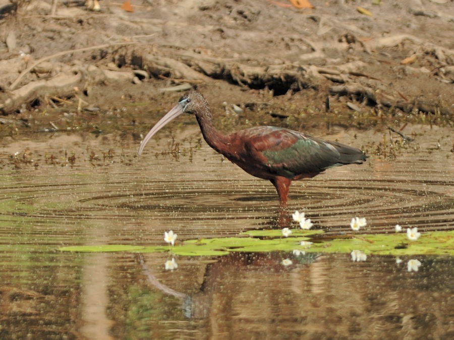 Glossy Ibis - Georges Olioso