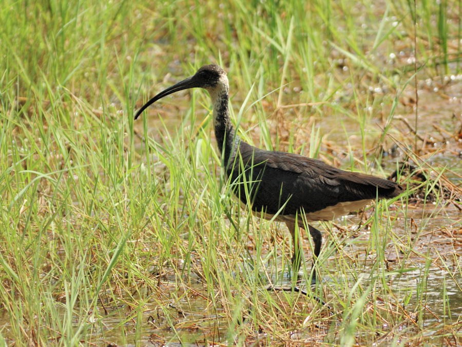ibis slámokrký - ML204891891