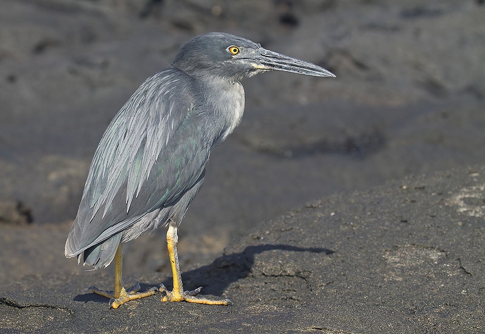 Striated Heron (Galapagos) - Dušan Brinkhuizen