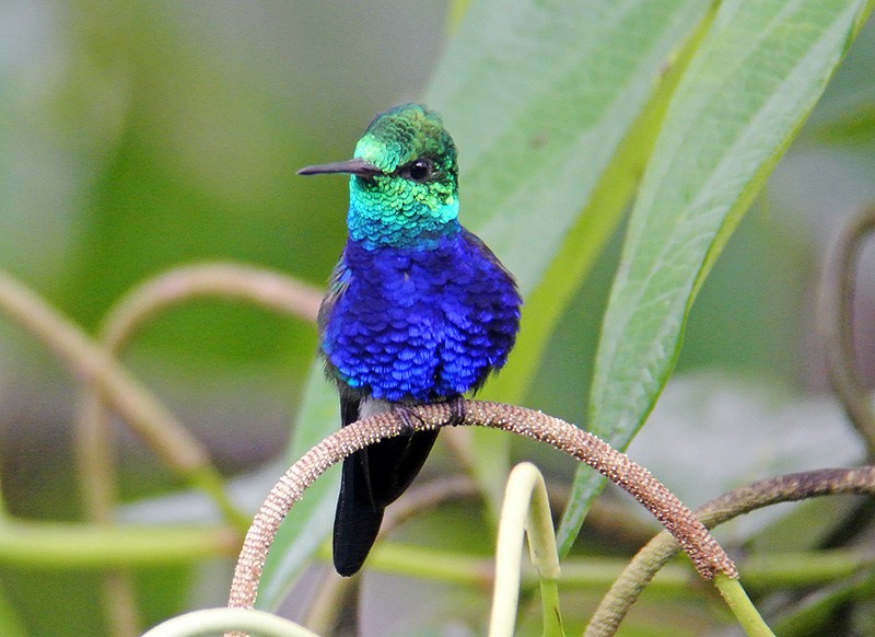 Violet-bellied Hummingbird - Dušan Brinkhuizen