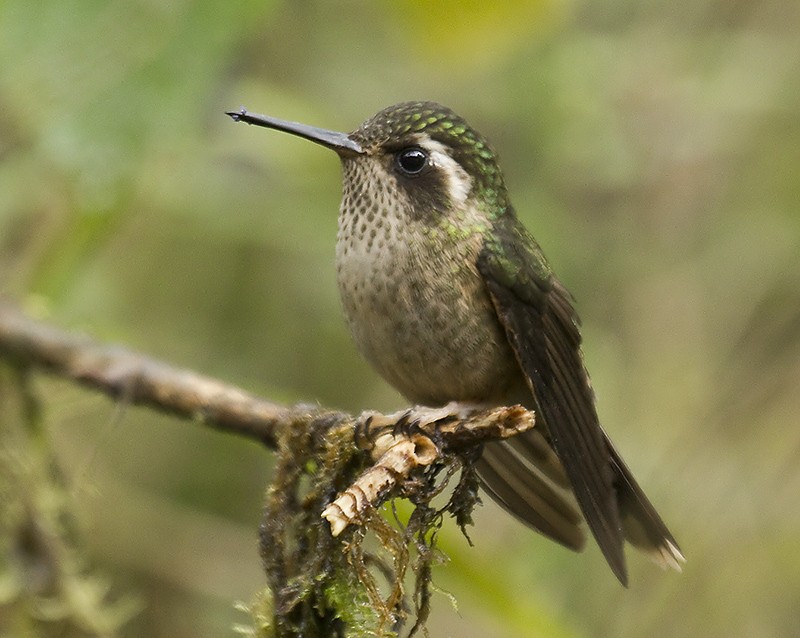 Speckled Hummingbird (maculata) - Dušan Brinkhuizen