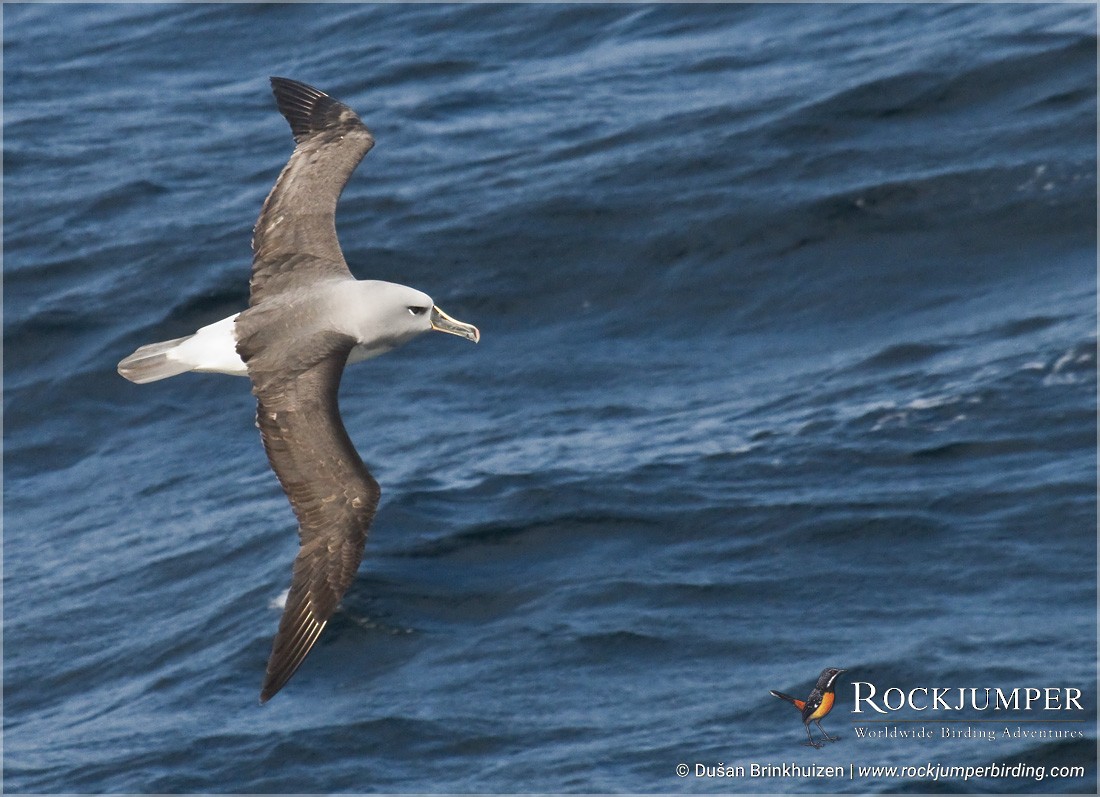 Gray-headed Albatross - Dušan Brinkhuizen