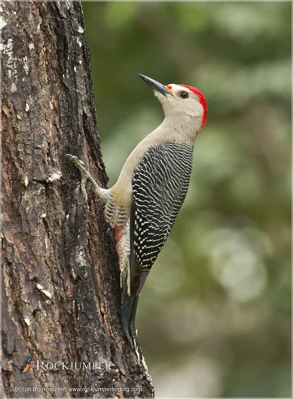 Golden-fronted Woodpecker (Velasquez's) - Dušan Brinkhuizen
