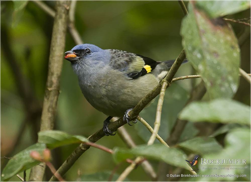 Yellow-winged Tanager - Dušan Brinkhuizen