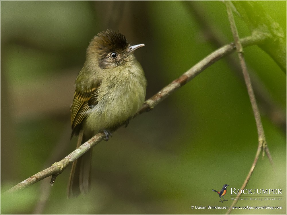 Sepia-capped Flycatcher - ML204892561