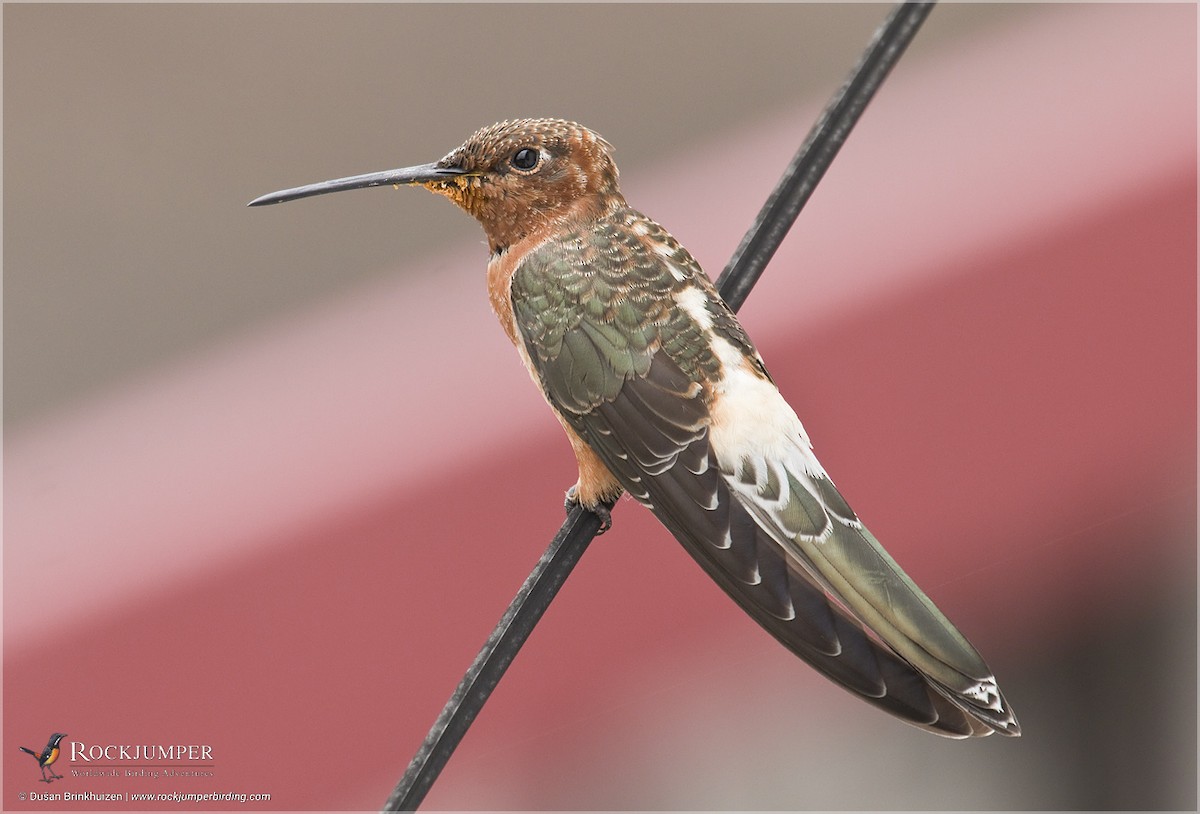 Giant Hummingbird - Dušan Brinkhuizen