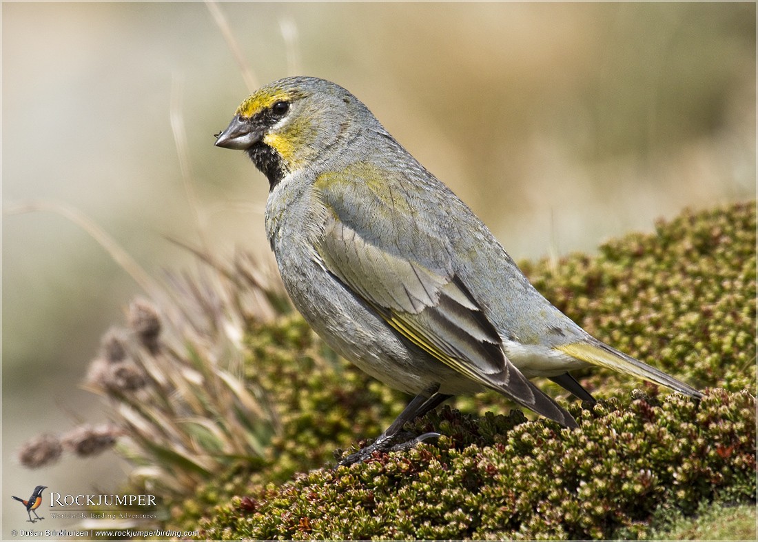 Yellow-bridled Finch (Yellow-tailed) - Dušan Brinkhuizen