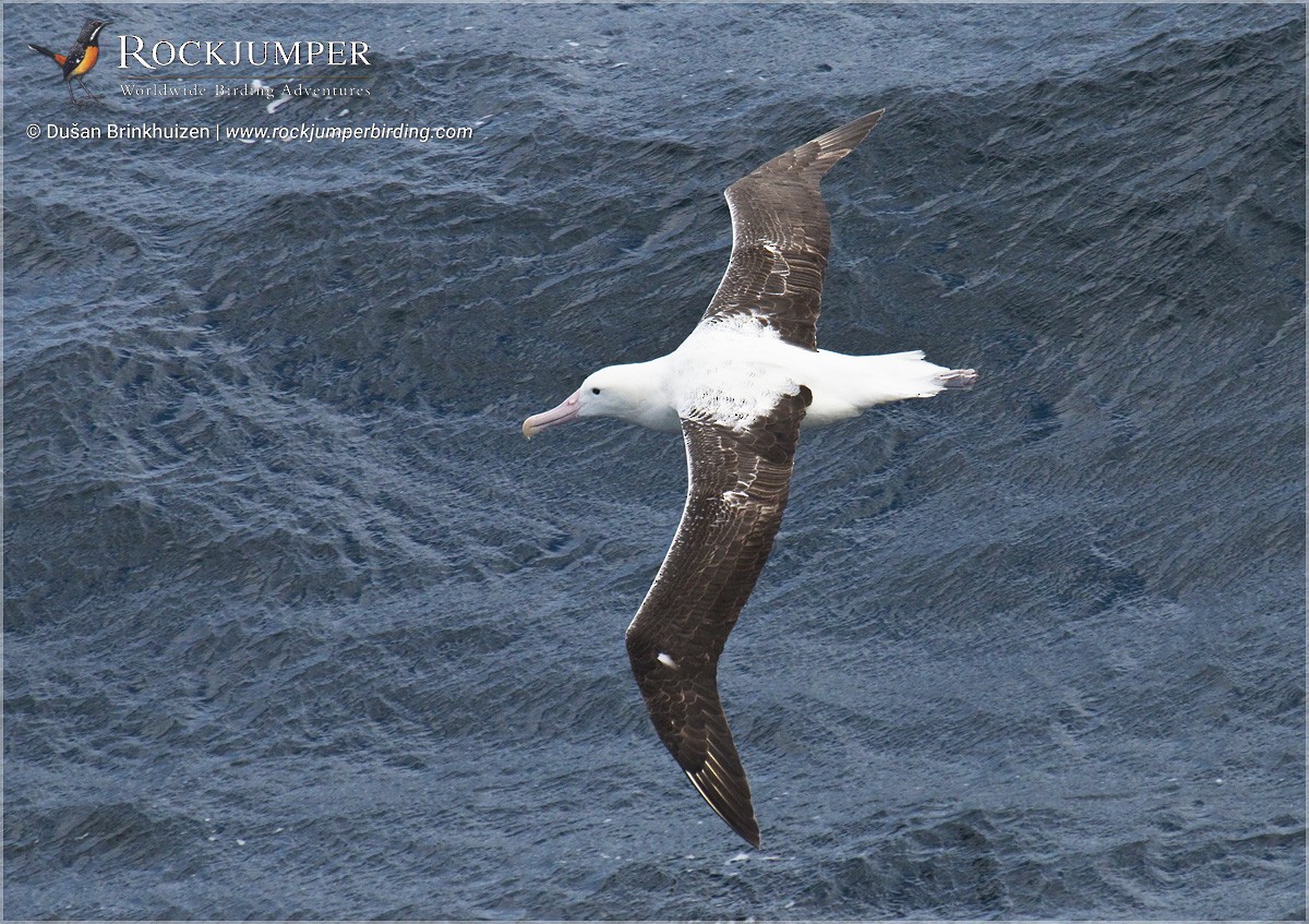 Southern Royal Albatross - Dušan Brinkhuizen