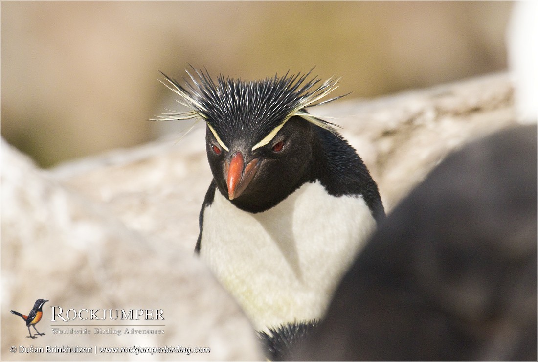 Southern Rockhopper Penguin (Western) - Dušan Brinkhuizen