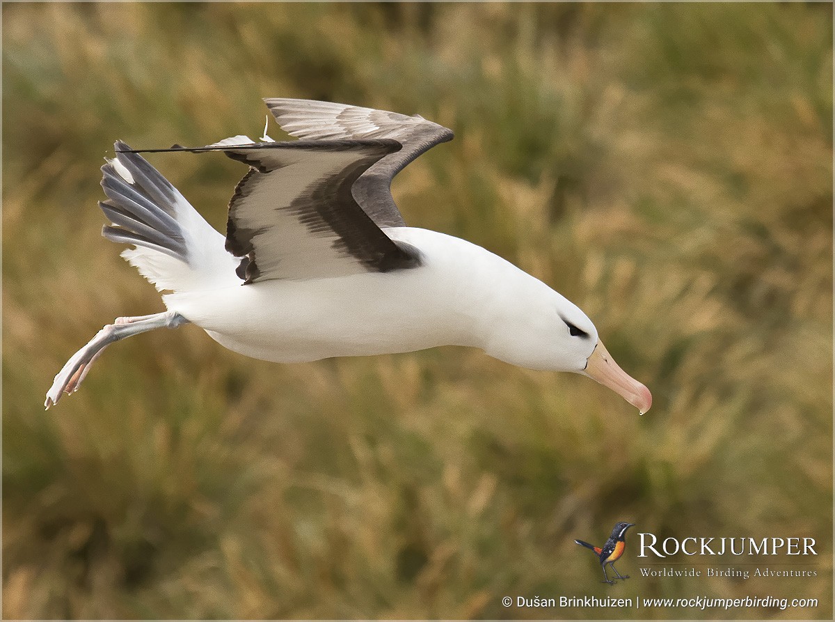 Black-browed Albatross (Black-browed) - Dušan Brinkhuizen