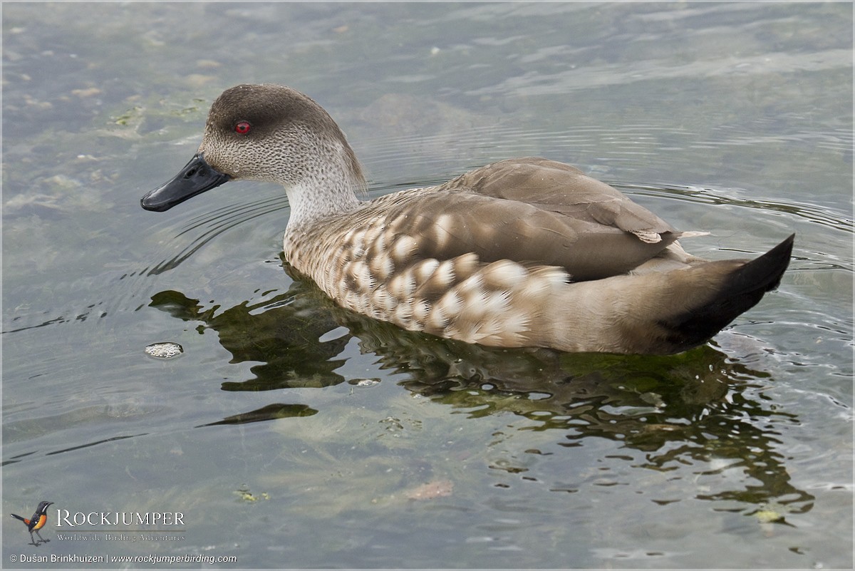 Crested Duck - ML204892751