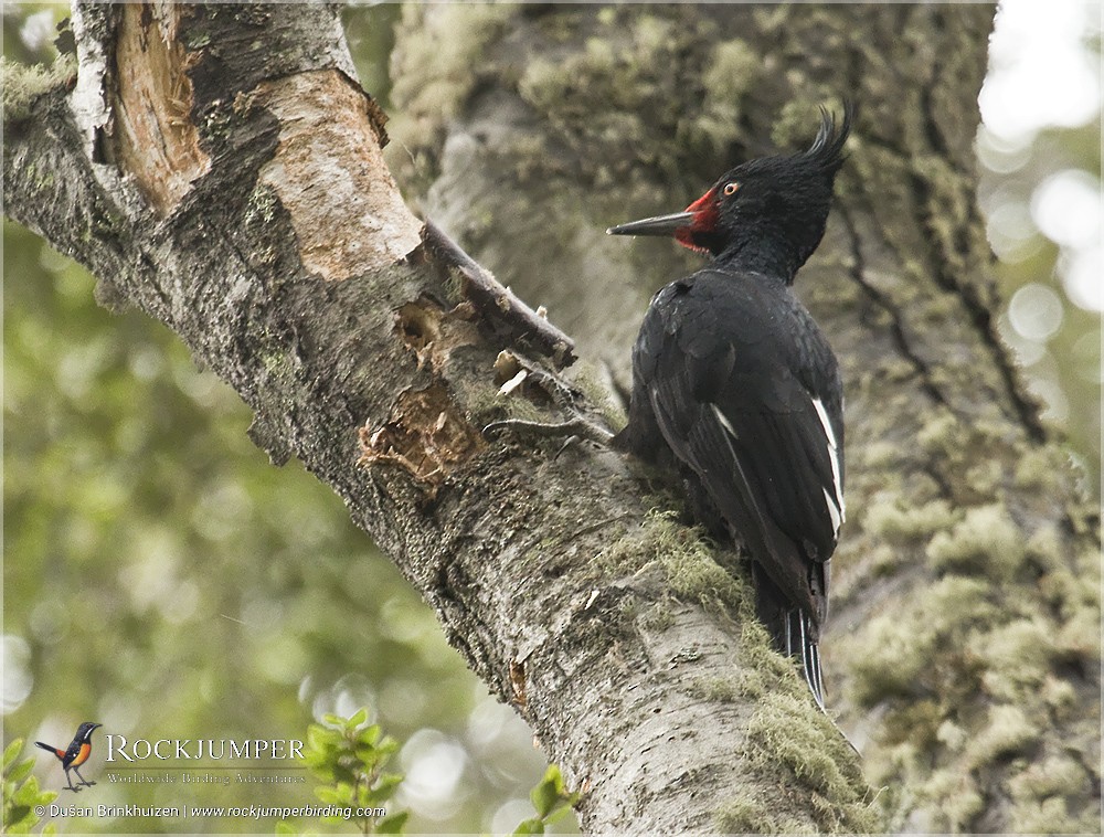Magellanic Woodpecker - Dušan Brinkhuizen