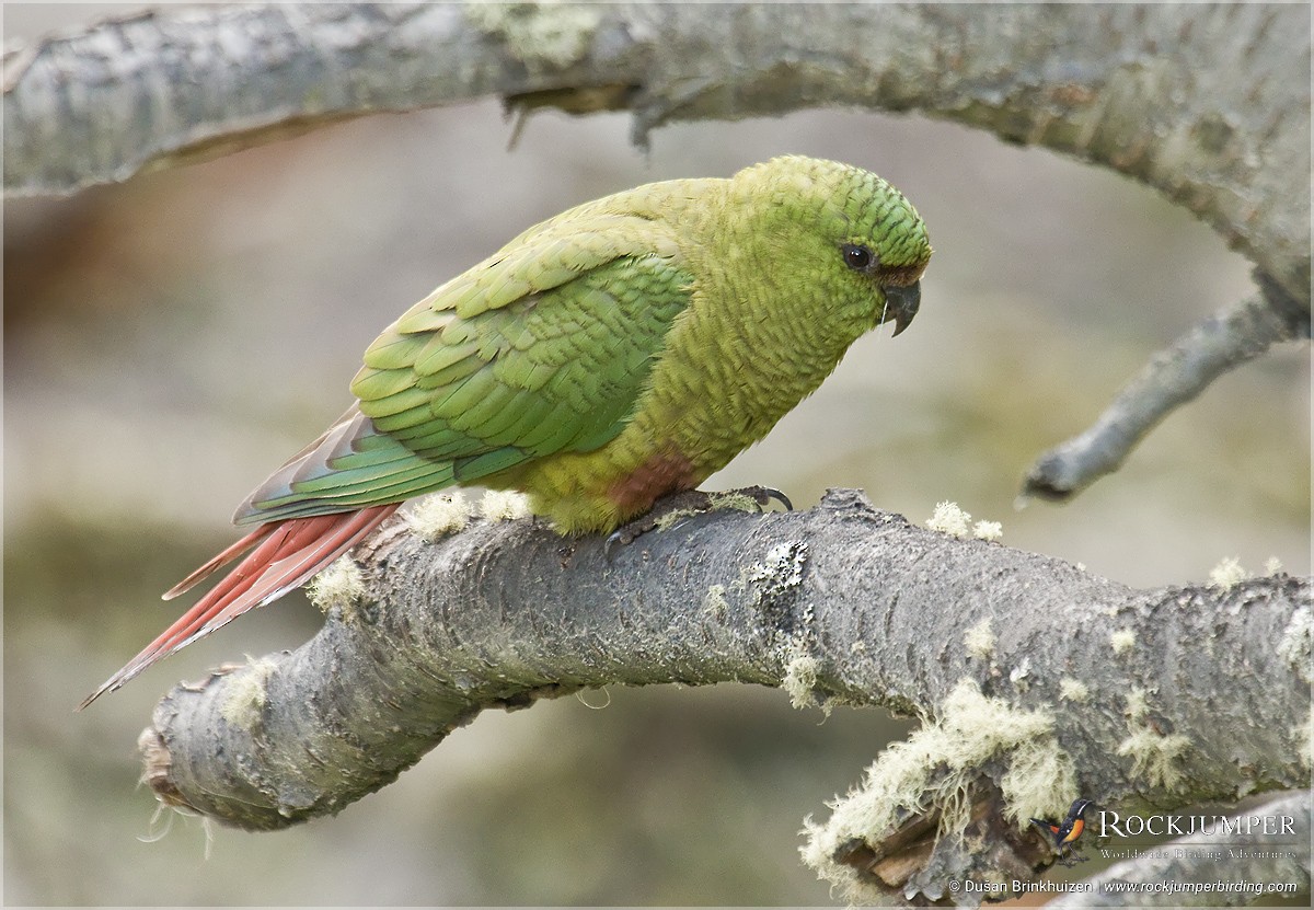 Папуга-червонохвіст короткодзьобий - ML204892801