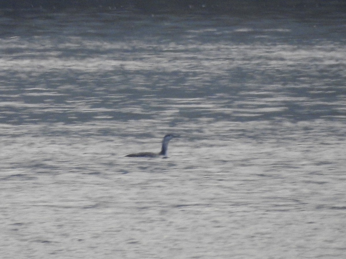 Red-throated Loon - ML20489291