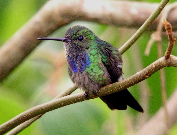 Purple-chested Hummingbird - Scott Olmstead