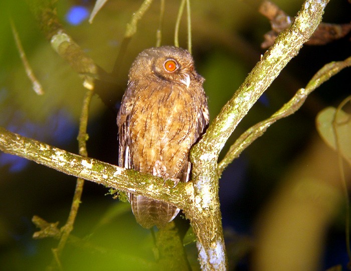 Tawny-bellied Screech-Owl (Tawny-bellied) - ML204892931