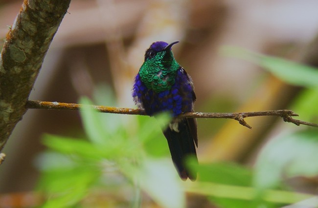 Crowned Woodnymph (Colombian Violet-crowned) - ML204893071
