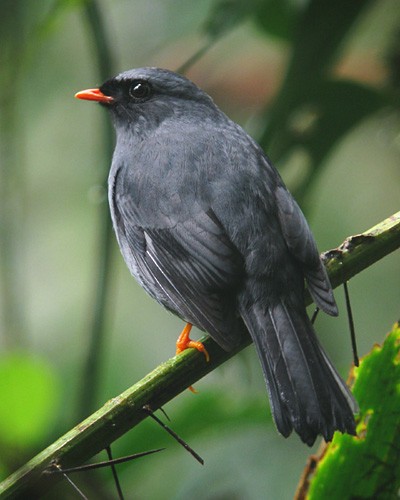 Black-faced Solitaire - Scott Olmstead