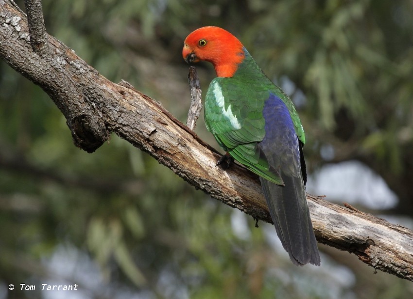 Australian King-Parrot - ML204893141