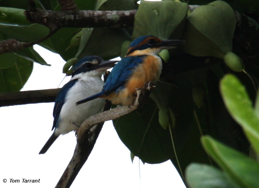 Pacific Kingfisher (Fiji) - Tom Tarrant