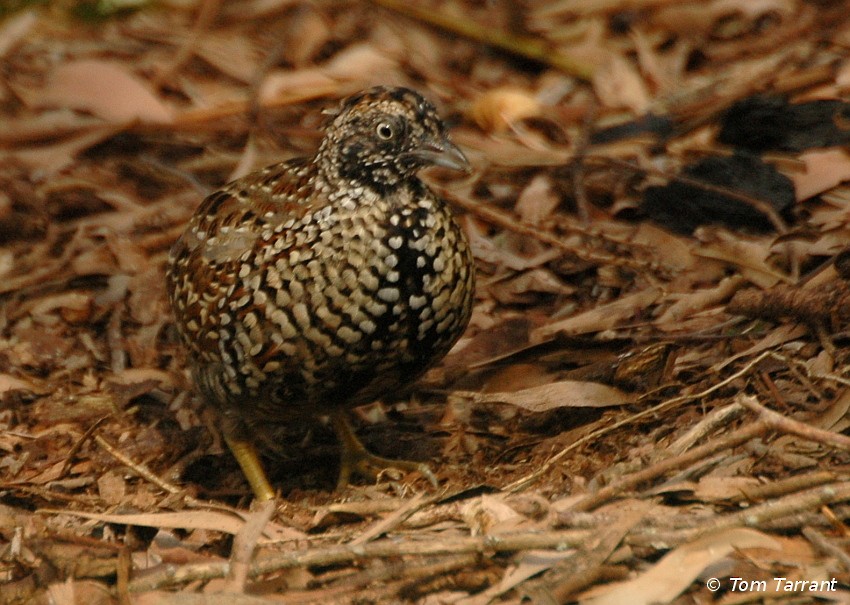 Black-breasted Buttonquail - Tom Tarrant