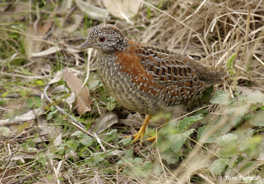 Painted Buttonquail - ML204893421