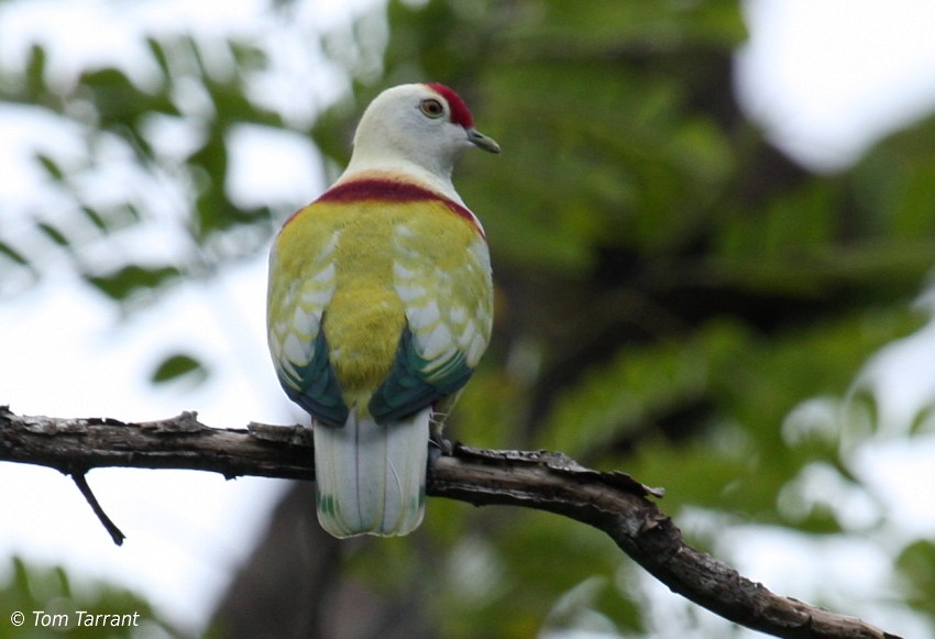 Many-colored Fruit-Dove - ML204893491