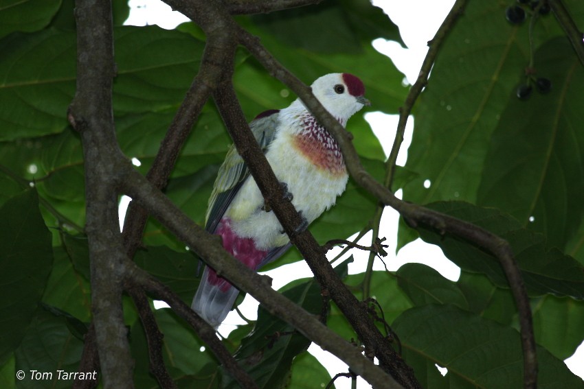 Many-colored Fruit-Dove - Tom Tarrant